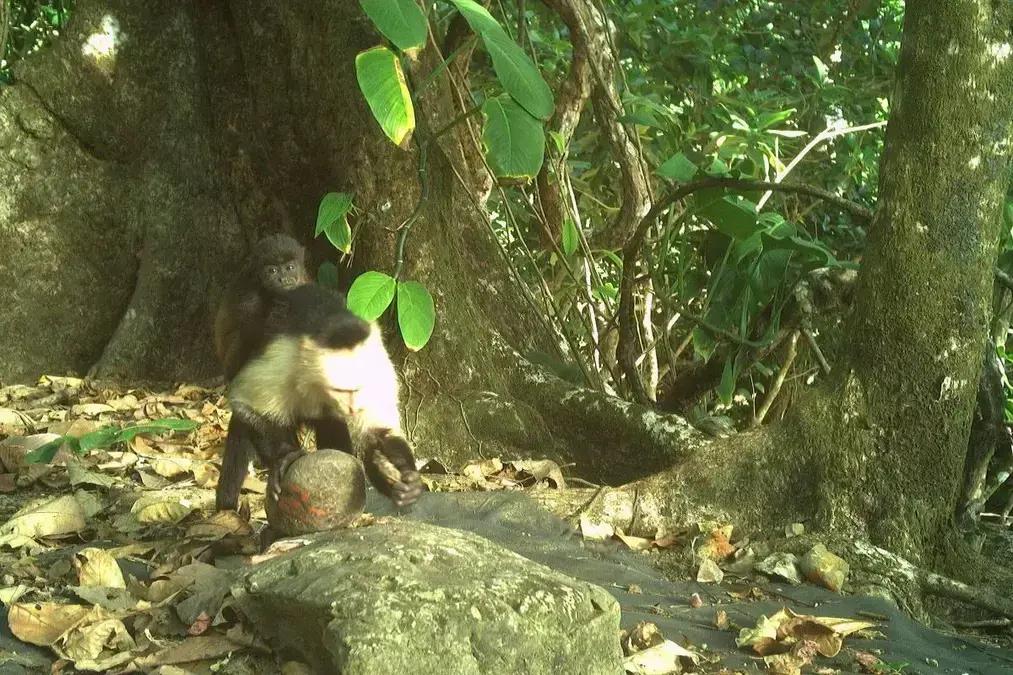 Macacos-prego sequestram filhotes de bugios em ilha no Panamá, revela estudo