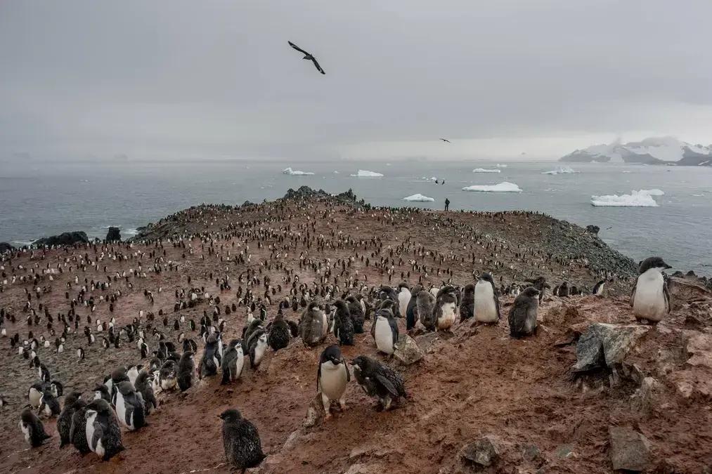 Cocô de pinguim influencia formação de nuvens e clima na Antártida, revela estudo