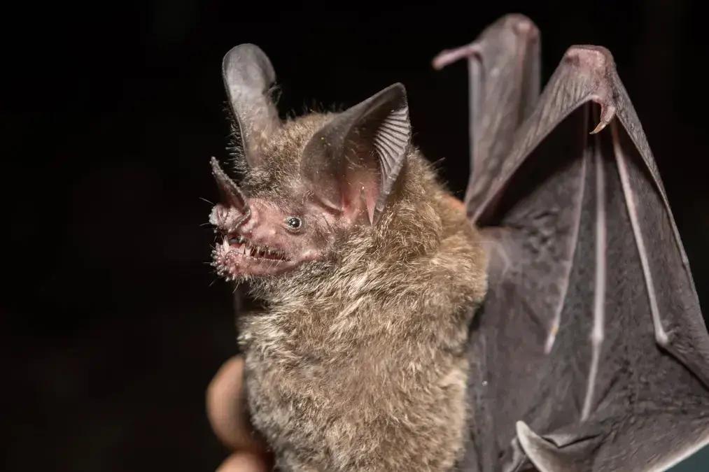 Morcegos usam chamados de acasalamento para identificar presas, revela estudo