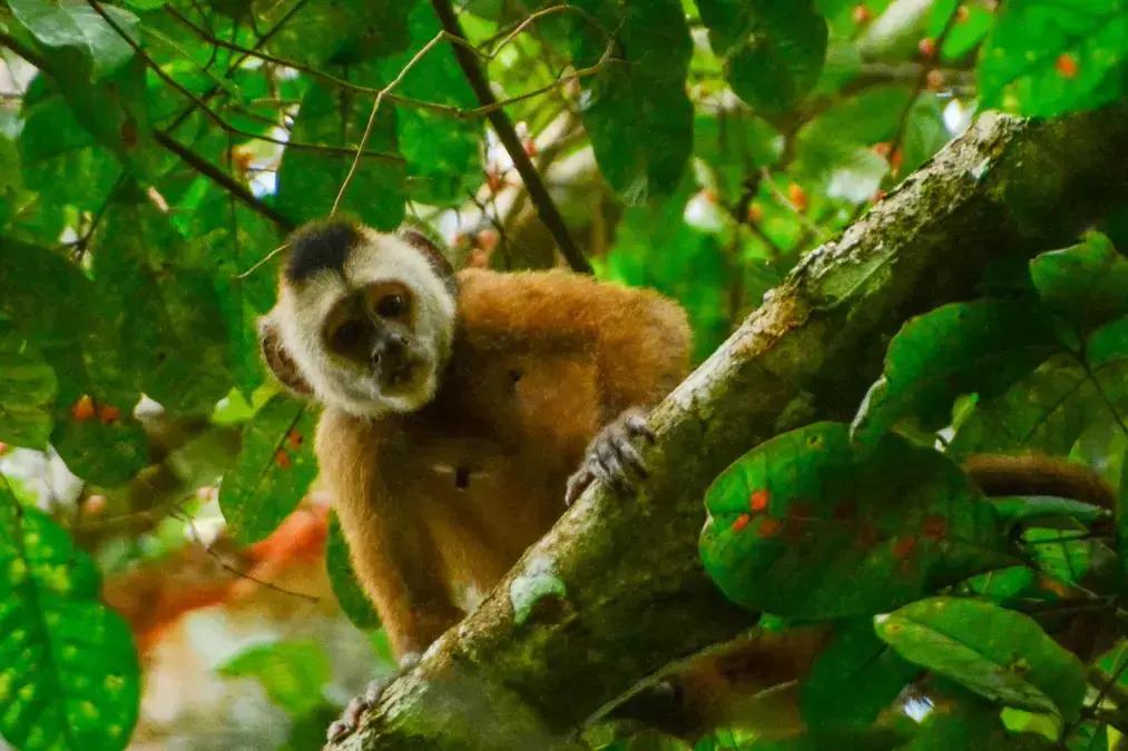 Macaca atropelada vira referência genética em projeto brasileiro de conservação