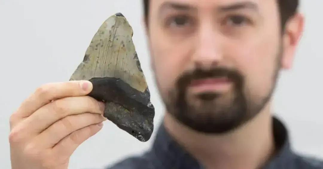 Estudo revela dieta diversificada dos megalodontes, os gigantes tubarões pré-históricos