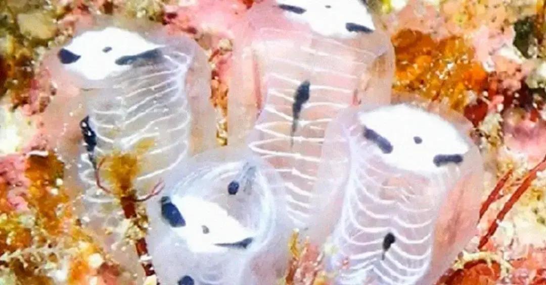 Descoberta Criatura Marinha Rara com Aparência de Panda