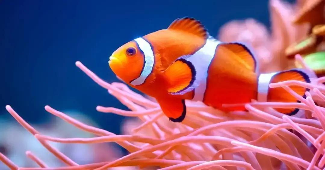 Peixes-palhaços encolhem para sobreviver a ondas de calor, revela estudo