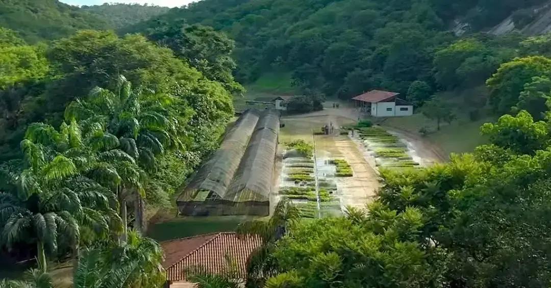 Sebastião Salgado e a transformação de uma fazenda devastada em floresta
