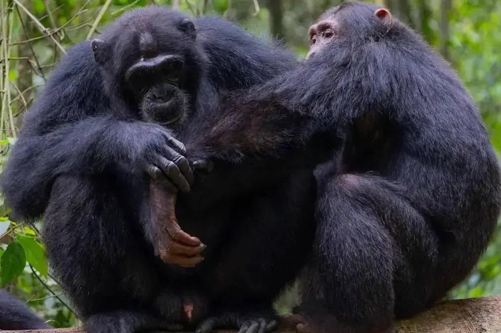 Chimpanzés selvagens usam plantas medicinais para tratar ferimentos, revela estudo