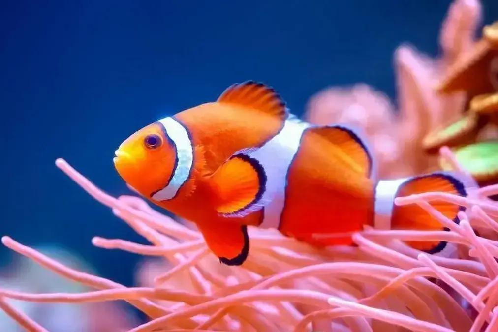 Peixes-palhaço encolhem devido ao aquecimento dos oceanos, alerta estudo