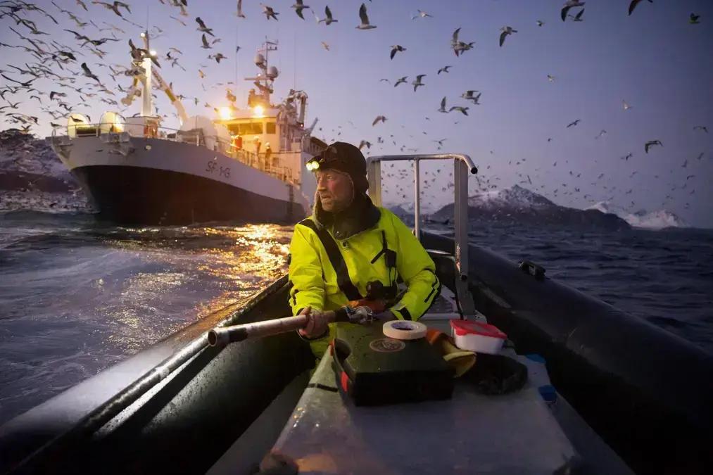 Revista Nature premia foto de biólogo rastreando baleias em fiorde norueguês