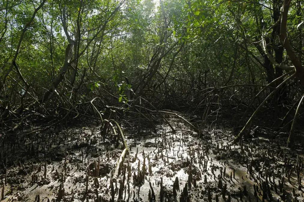 Cientistas usam mapeamento genético para recuperar manguezais da Amazônia
