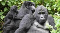 Gorilas apresentam amizade semelhante à dos humanos