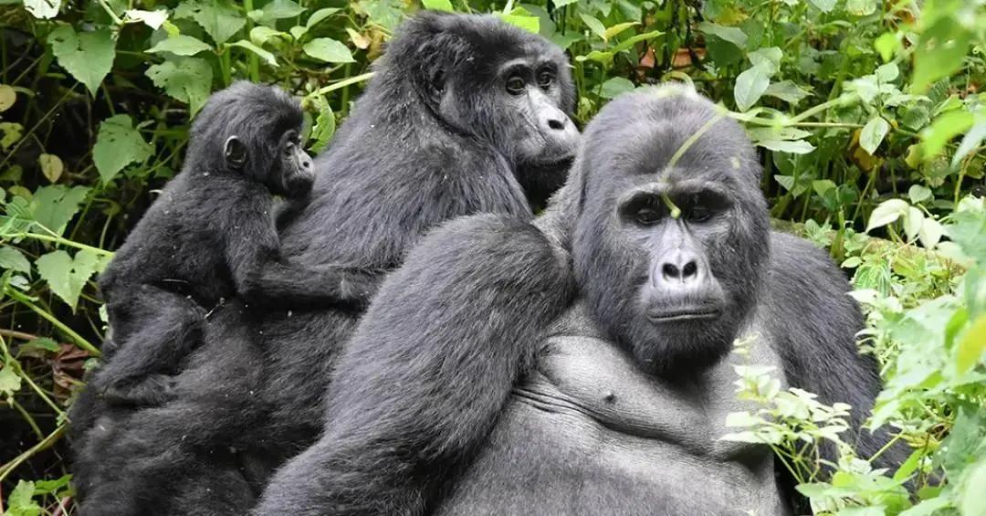 Gorilas apresentam amizade semelhante à dos humanos