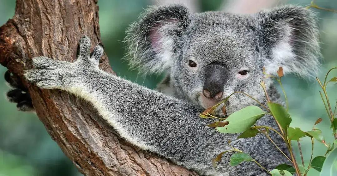 O abate de coalas na Austrália e suas controversas causas
