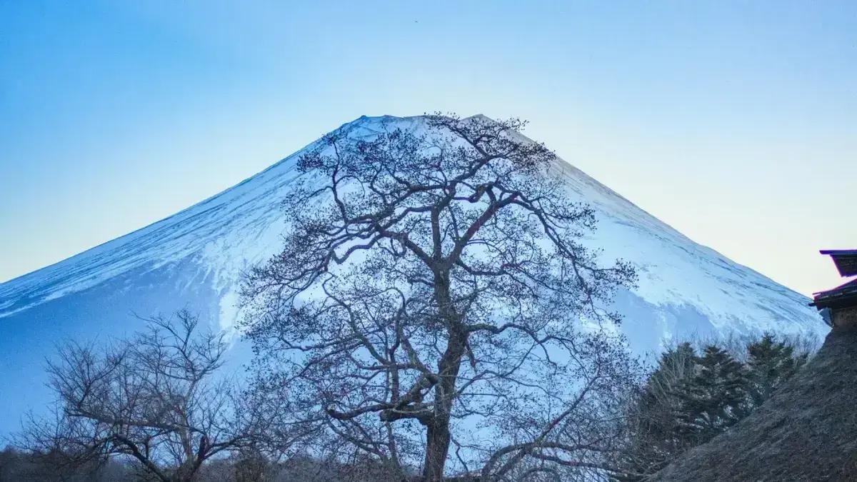 NASA revela como árvores próximas a vulcões podem alertar sobre erupções