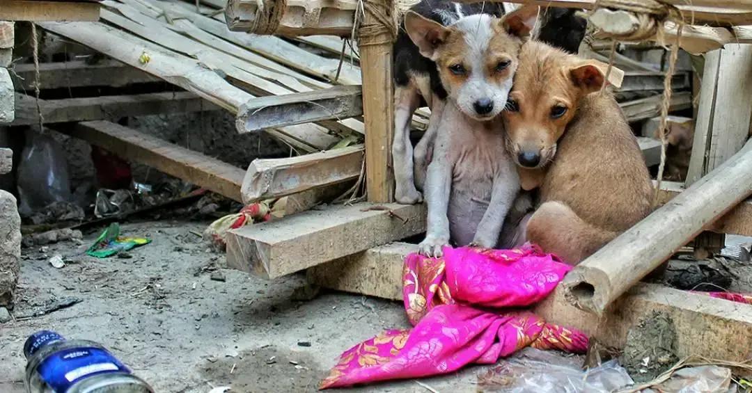 Resgatadores de animais enfrentam maior risco de problemas de saúde mental