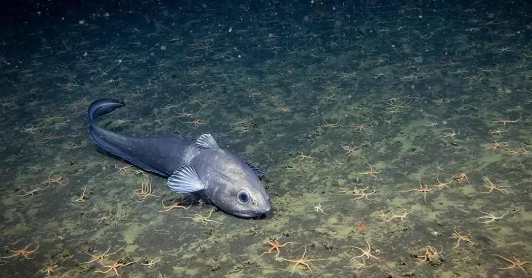 Humanidade explorou apenas 0,001% do oceano profundo, revela estudo
