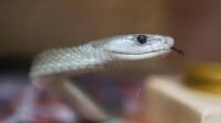 Homem desenvolve coquetel inovador contra veneno de cobra