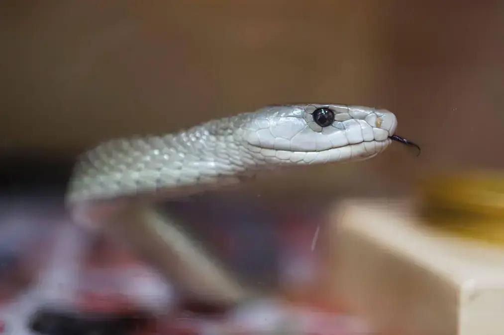 Homem desenvolve coquetel inovador contra veneno de cobra