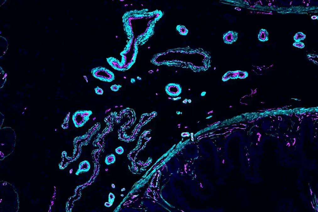Descobertas sobre sangue e anfíbios podem revolucionar terapias de rejuvenescimento