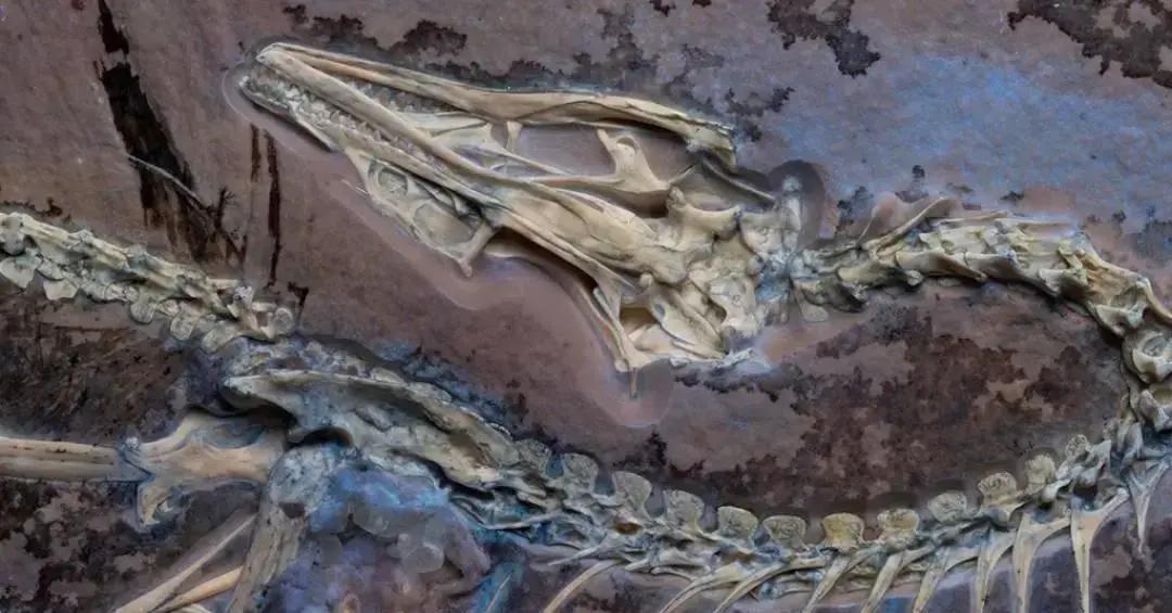 Tomografias revelam como o Archaeopteryx, dinossauro alado, realizava voos curtos