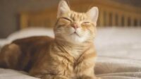 Estudo Revela Técnica Simples para Melhorar a Comunicação com Gatos