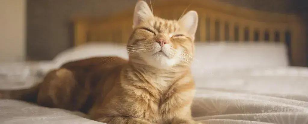 Estudo Revela Técnica Simples para Melhorar a Comunicação com Gatos
