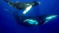 A importância da urina das baleias para o ecossistema marinho