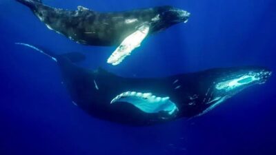 A importância da urina das baleias para o ecossistema marinho
