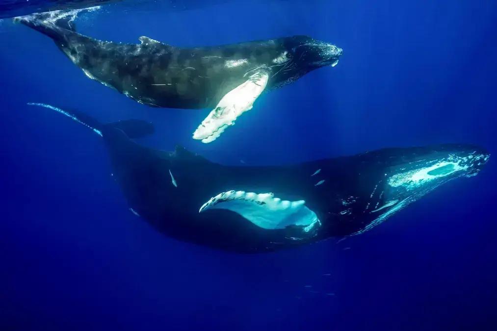 A importância da urina das baleias para o ecossistema marinho