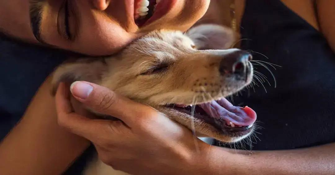 Entenda a Diferença entre Quem Ama Animais e Quem Não