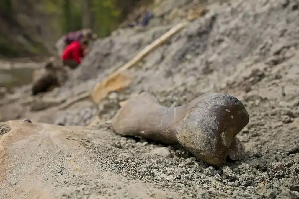 Descoberta de vala comum de dinossauros no Canadá revela mistério de 72 milhões de anos