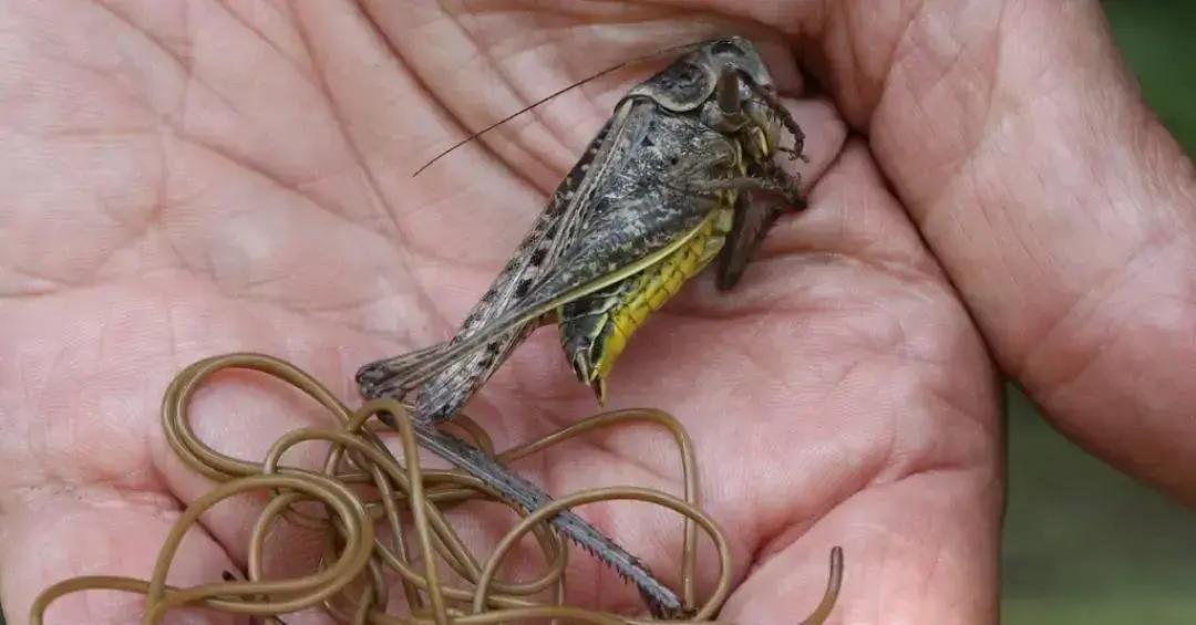 Verme parasita controla mente de hospedeiro e o leva à morte por afogamento