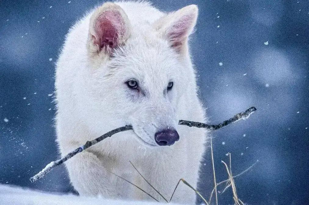 Cientista revela que suposta volta de lobo extinto foi um engano