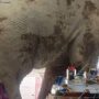 Elefante invade mercado na Tailândia em busca de comida e causa alvoroço
