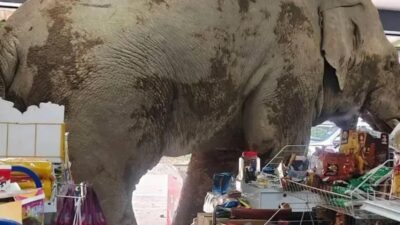 Elefante invade mercado na Tailândia em busca de comida e causa alvoroço