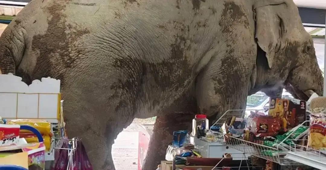 Elefante invade mercado na Tailândia em busca de comida e causa alvoroço 8 Elefante invade mercado na Tailândia em busca de comida e causa alvoroço