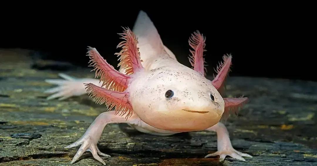 Pesquisa mostra avanço na reintrodução de axolotes à natureza no México