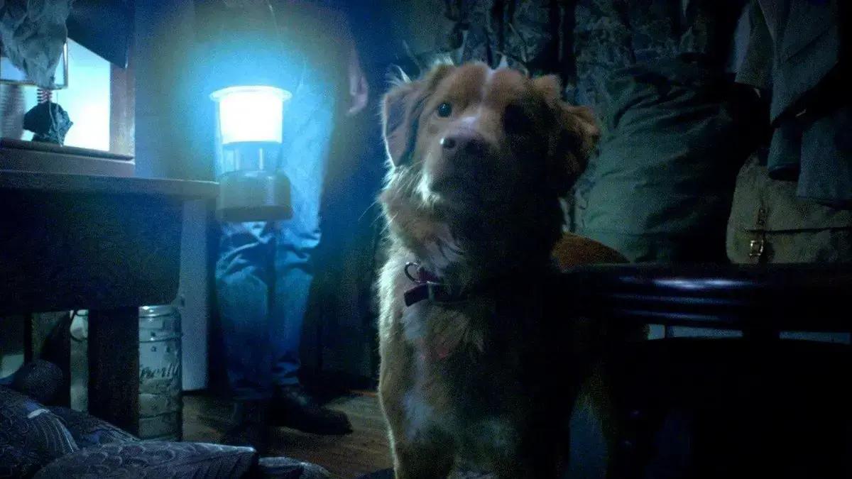 Good Boy: O filme de terror independente visto pelos olhos de um cachorro